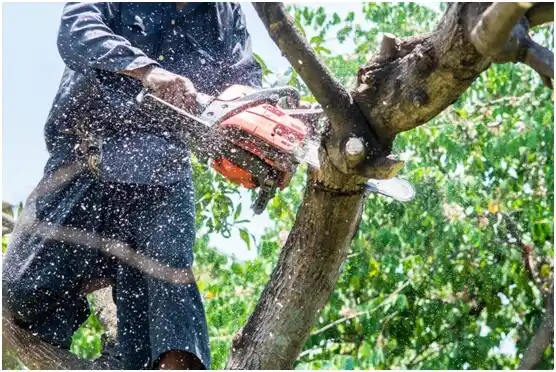 tree services Hillsboro